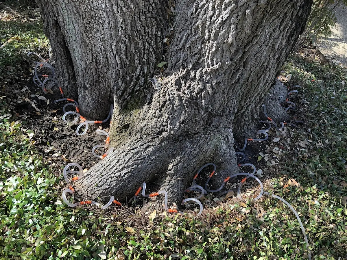 Detailed Tree Cabling and Bracing job site in Berrien Springs