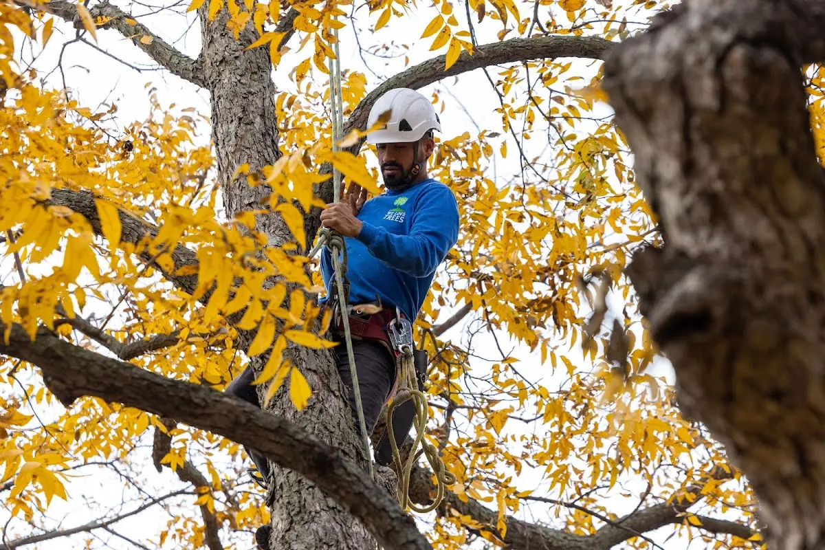 Skilled Tree Transplanting crew working in Berrien Springs