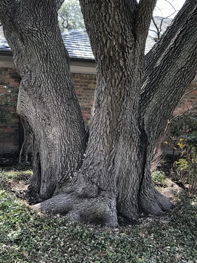 Mature heritage tree close to a Berrien Springs property cared for by certified arborists